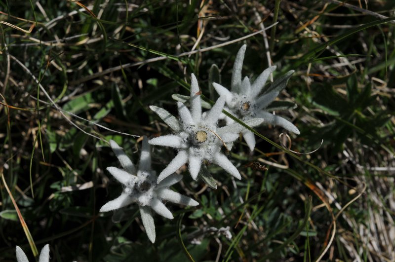 Leontopodium nivale subsp. alpinum.jpeg