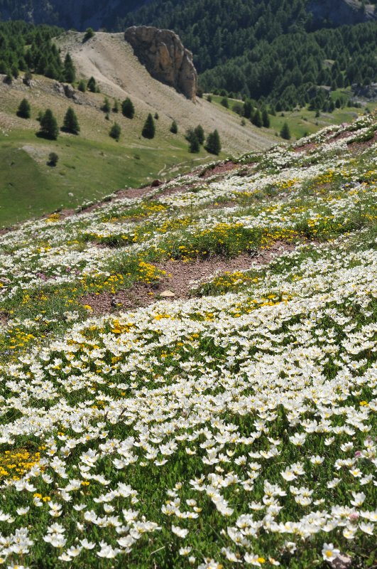 prairie de Dryas octopetala.jpeg