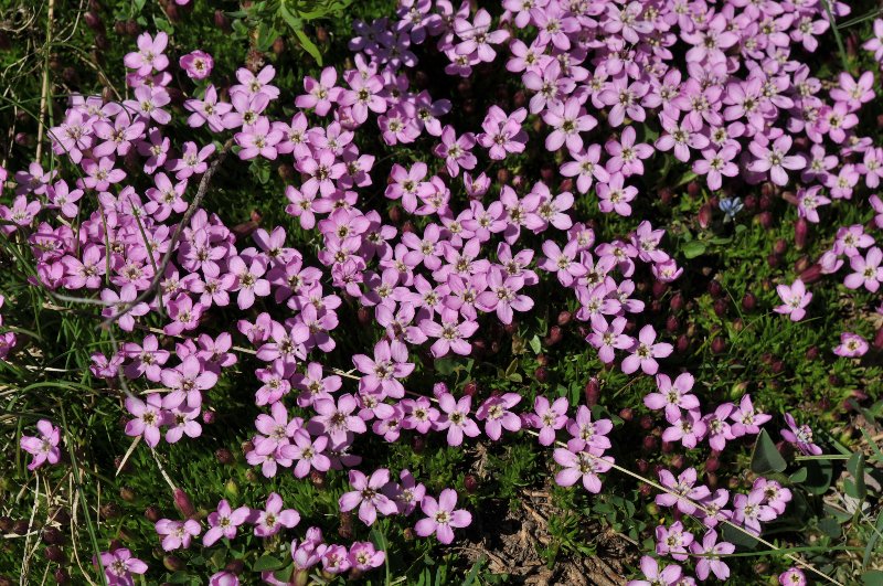 Silene acaulis subsp. exscapa.jpeg