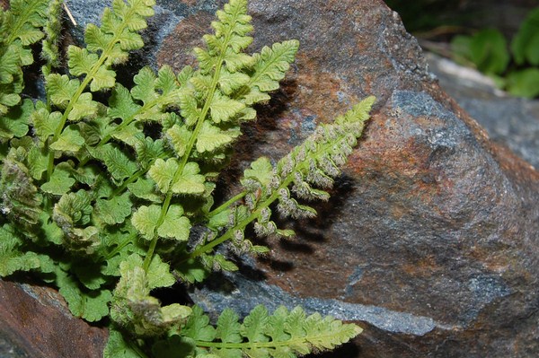 Woodsia alpina (9) [1600x1200].JPG