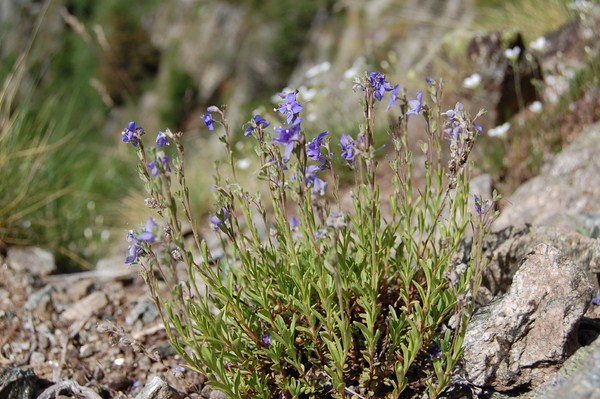Veronica fruticans (6) [1600x1200].JPG