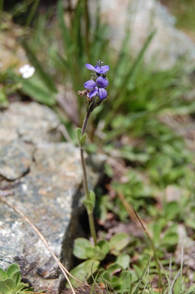 Veronica bellidioides (7) [1600x1200].JPG
