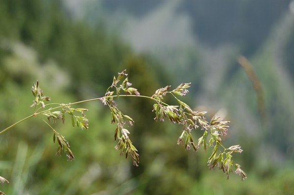 Poa chaixii (6) [1600x1200].JPG