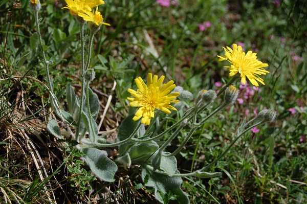 Hieracium tomentosum (1) [1600x1200].JPG