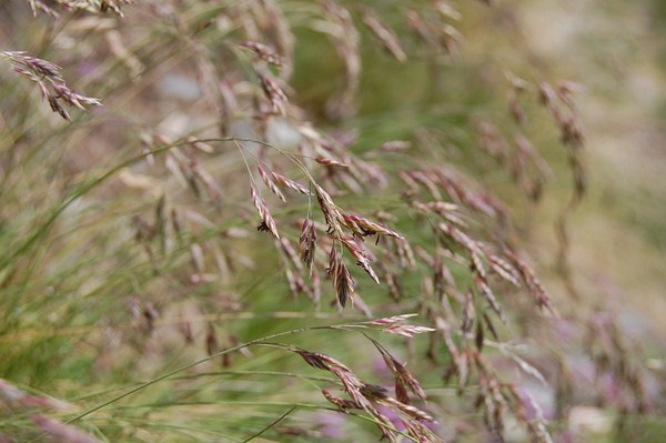 Festuca acuminata (15) [1600x1200].JPG