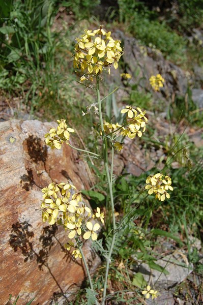 Coincya cheiranthos3 [1600x1200].JPG