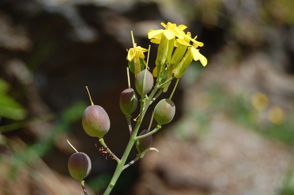 Alyssoides utriculata3 [1600x1200].JPG