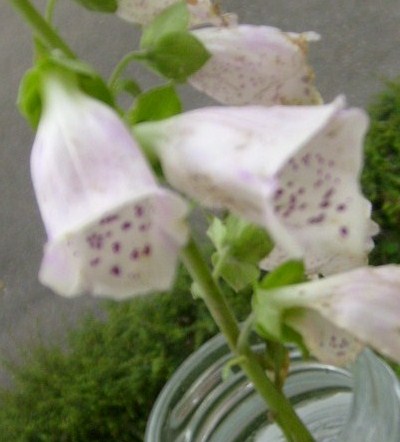 Fleurs de PRESLETTE  19  06  2012 004.JPG