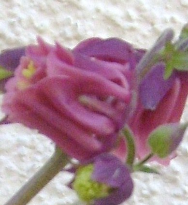 18  05  2012 009.JPG