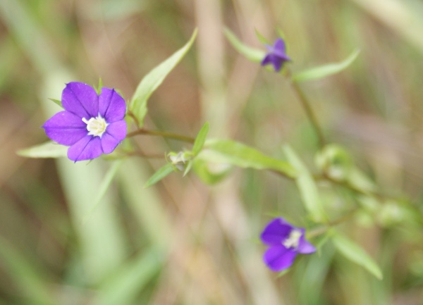 mini bleue1.JPG