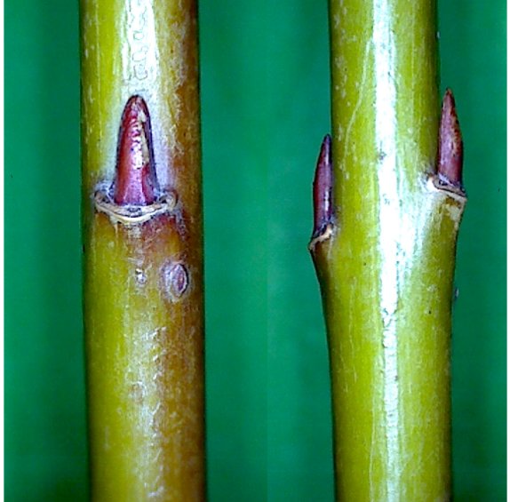 Salix purpurea subsp helix By Dan 123 #2.jpg