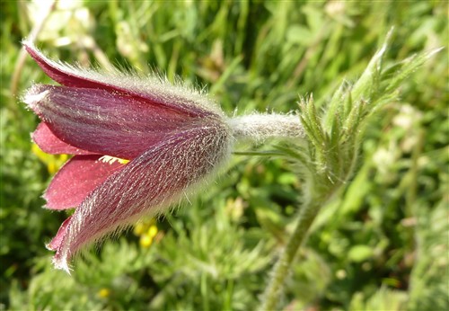 Pulsatilla rubra