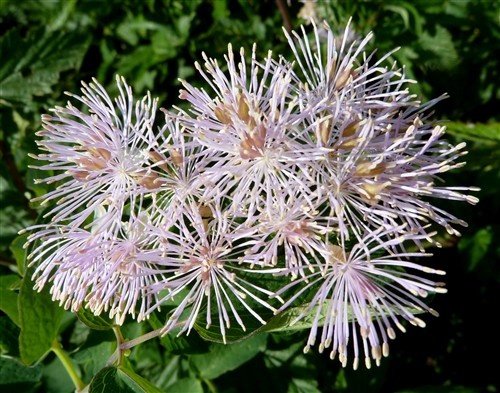 Thalictrum aquilegifolium