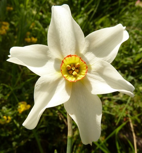 Narcissus poeticus