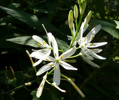 Anthericum liliago