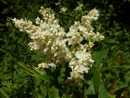 Polygonum alpinum