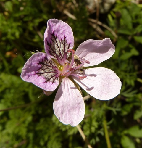 Erodium glandulosum (ex petraeum)