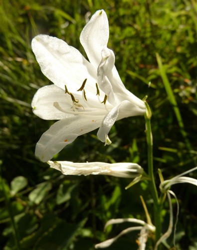 Paradisea liliastrum
