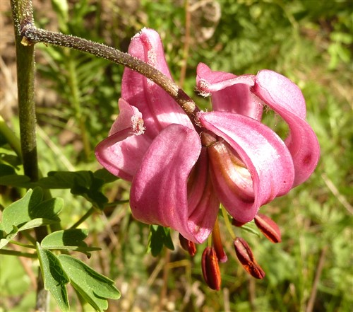 Lilium martagon