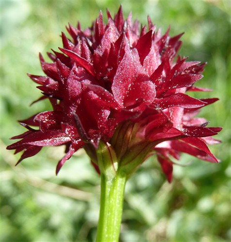 Gymnadenia nigra