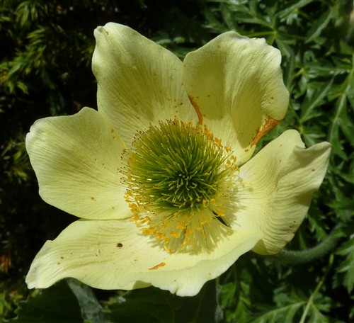 Pulsatilla alpina subsp. apiifolia