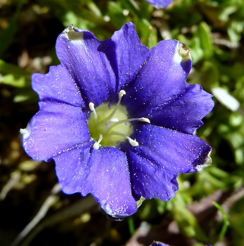 Gentiana pyrenaïca