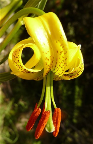 Lilium pyrenaïcum