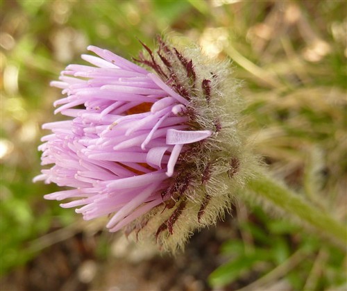 Erigeron uniflorus