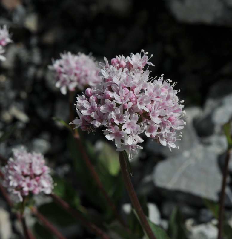 Valeriana rotundifolia.jpeg