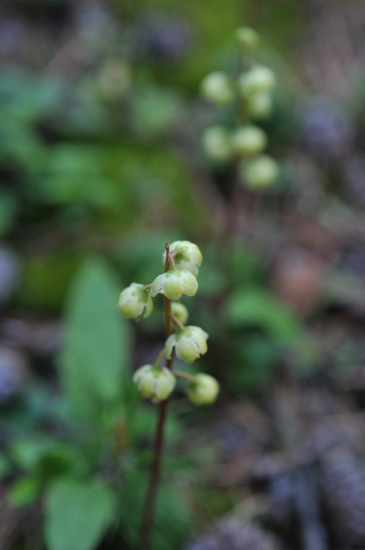 Pyrola chlorantha.jpeg