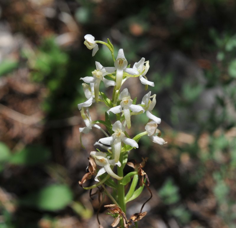 Platanthera bifolia).jpeg