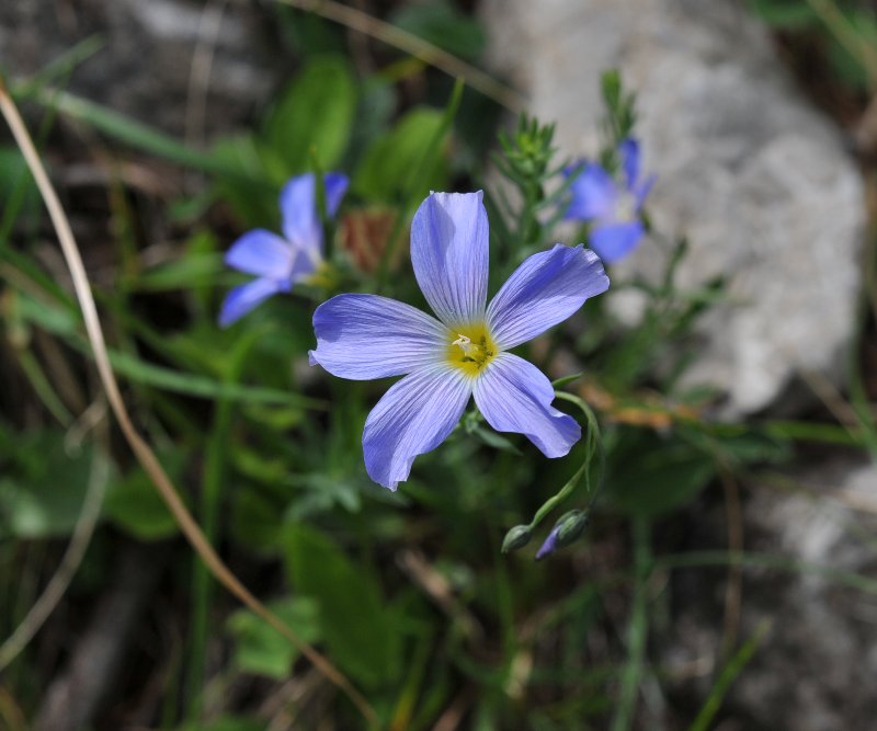 linum alpinum.jpeg