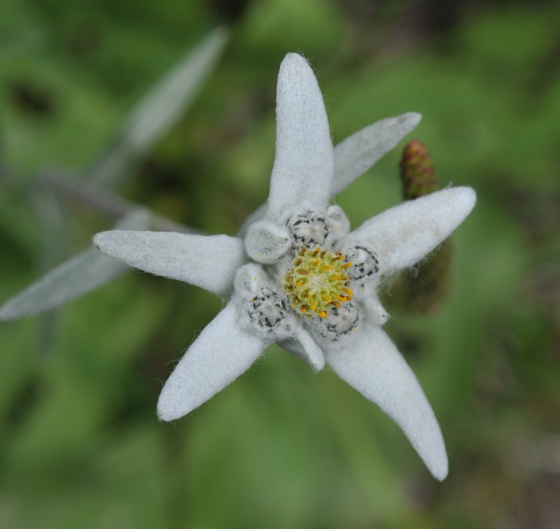 Leontopodium nivale ssp. alpinum-1.jpeg