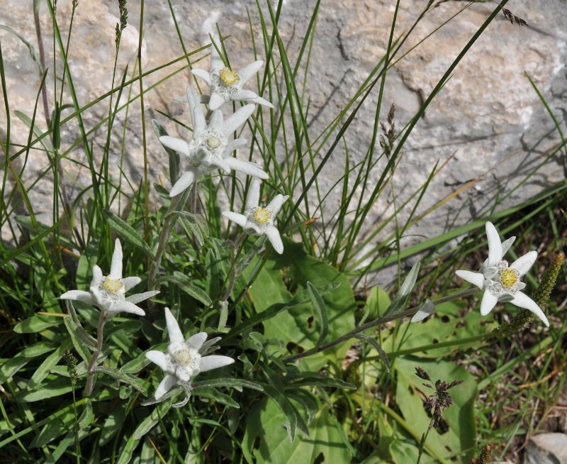 Leontopodium nivale ssp. alpinum.jpeg