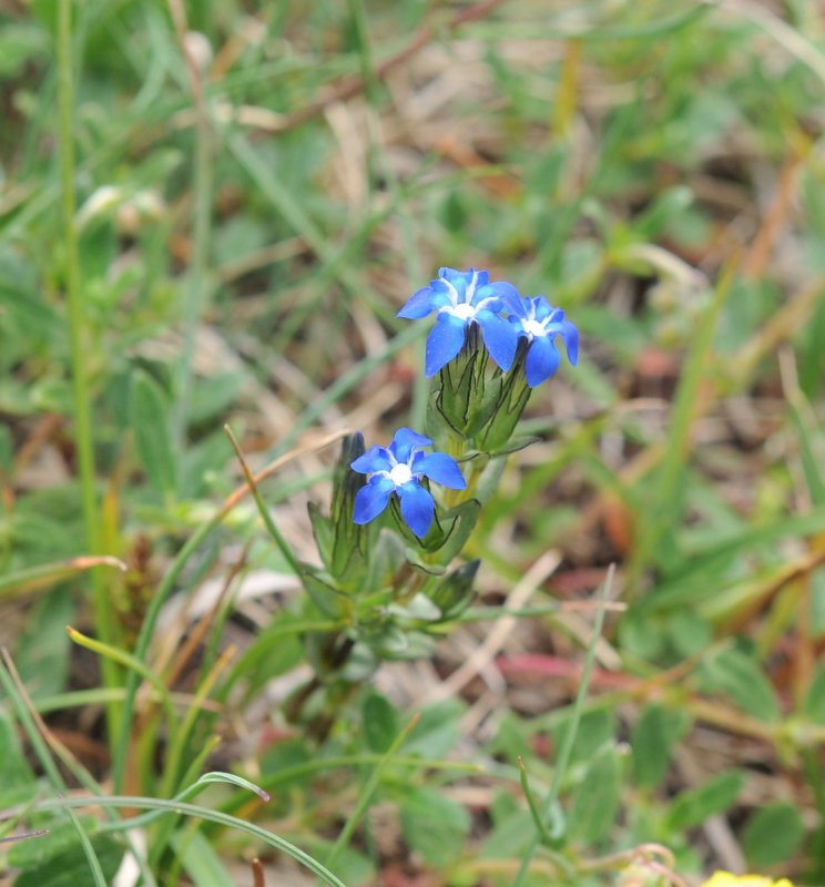 Gentiana nivalis.jpeg