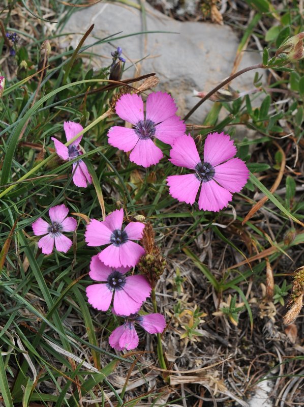 Dianthus pavonius.jpeg