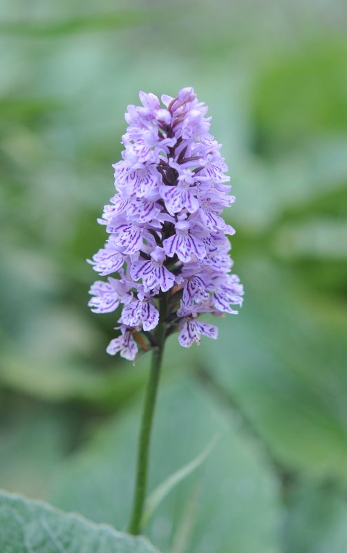 Dactylorhiza fuchsii.jpeg