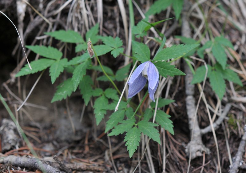 Clematis alpina.jpeg