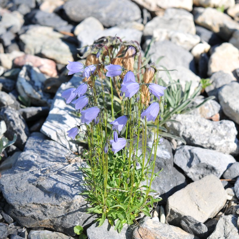 Campanula cochleariifolia.jpeg