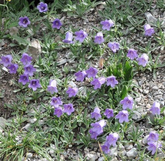 Campanula alpestris.jpeg