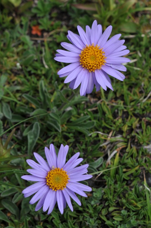 Aster alpinus.jpeg