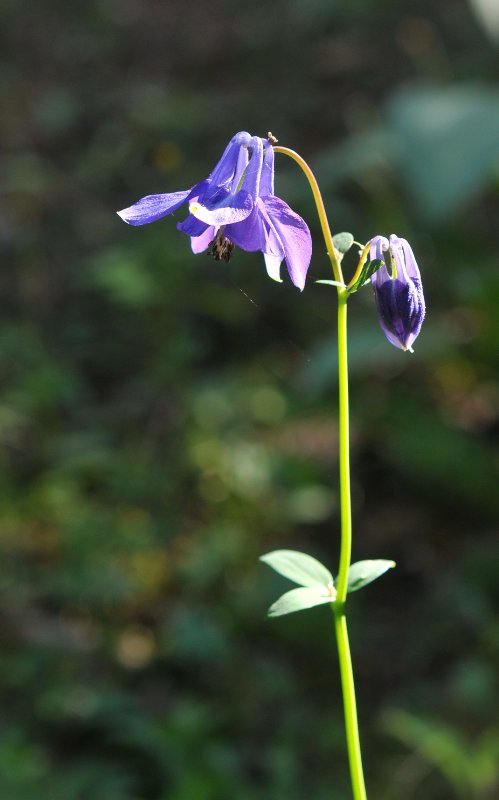 Aquilegia vulgaris.jpeg