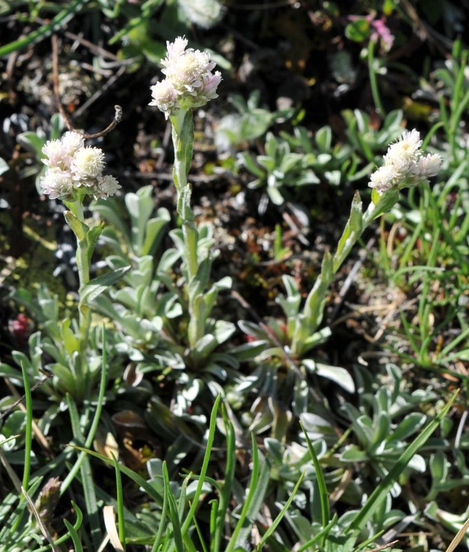 Antennaire dioïque (mâle) (Antennaria dioica).jpeg