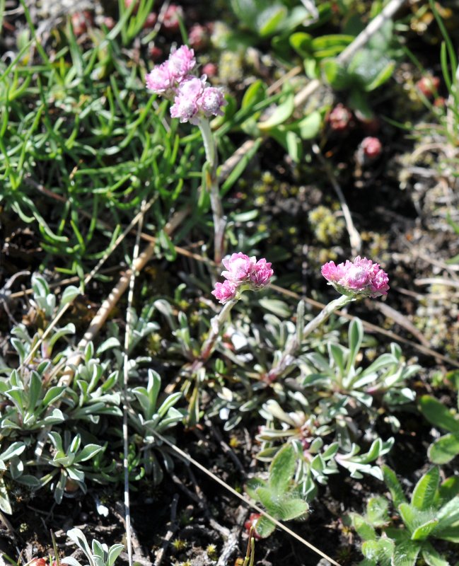 Antennaire dioïque (femelle) (Antennaria dioica).jpeg