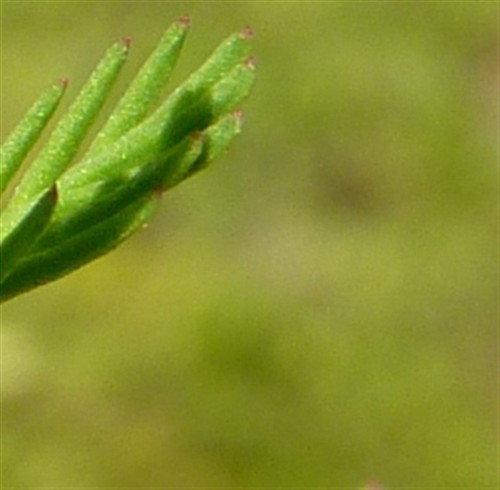 P1110819-001.JPG