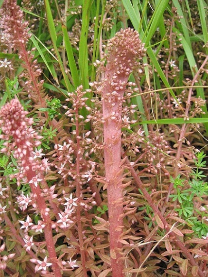 Sedum cepaea.JPG