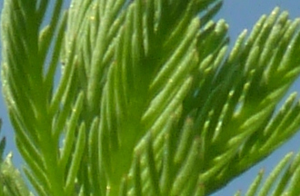 P1110820-002.JPG