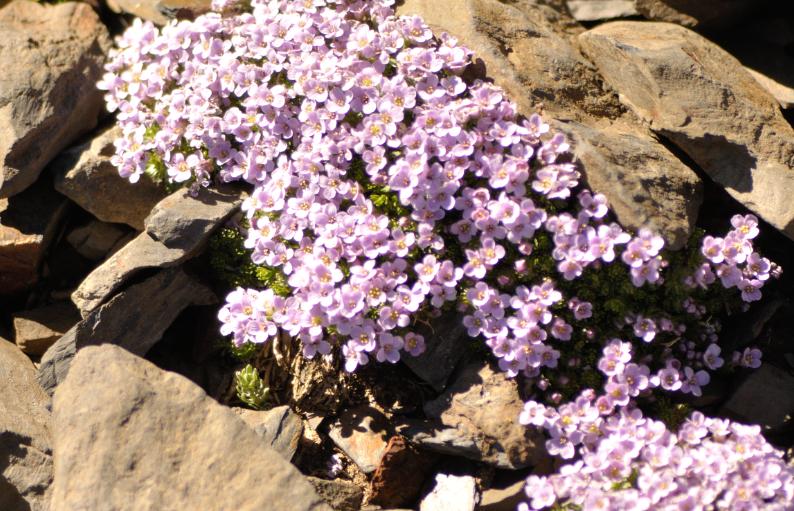 bon la en fleur pas comme dans le jeu