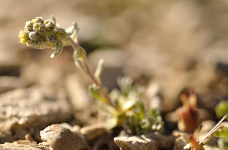 jamais vu autant de cette petite plante