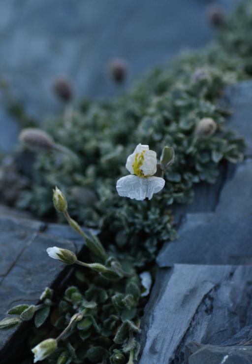 papaver rhaeticum.jpg